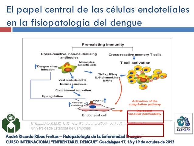 Fisiopatologia del dengue hemorragico pdf writer
